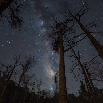 Starlit Nights
